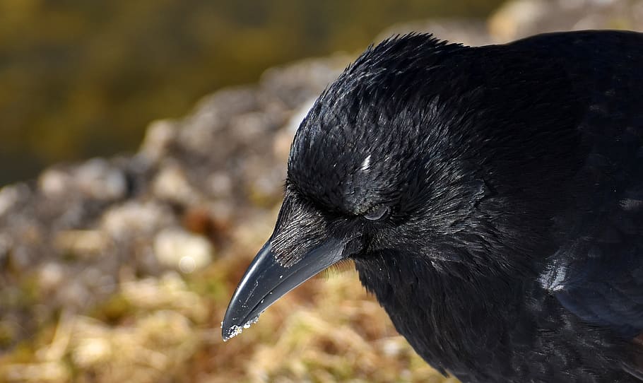 common raven, raven, snow, winter, cold, raven bird, crow, animal, nature, feather