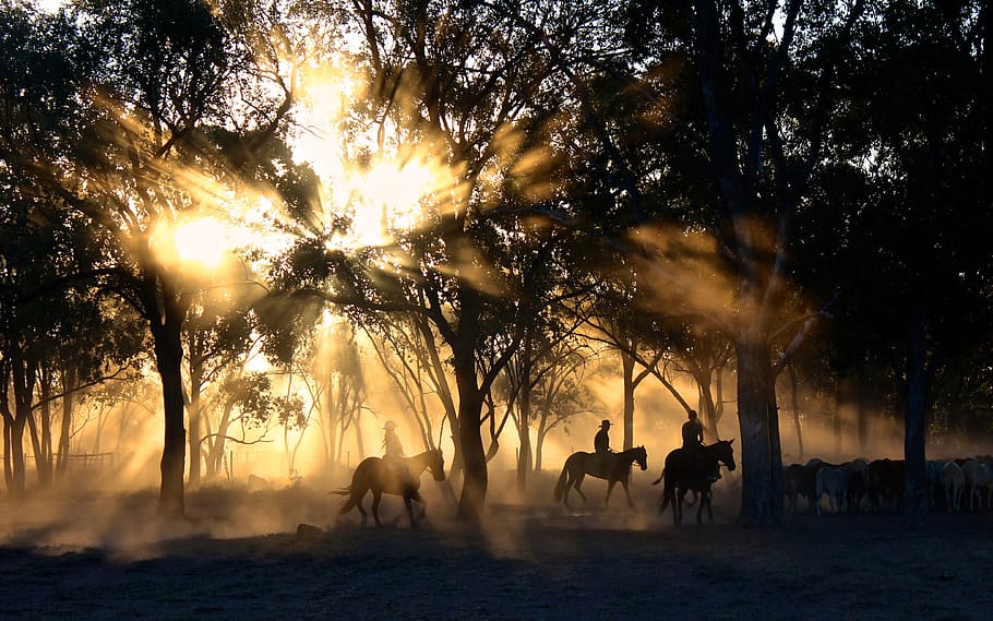 vaqueiro, pessoas, homens, passeio, cavalo, floresta, árvores, plantas, luz solar, luz do sol