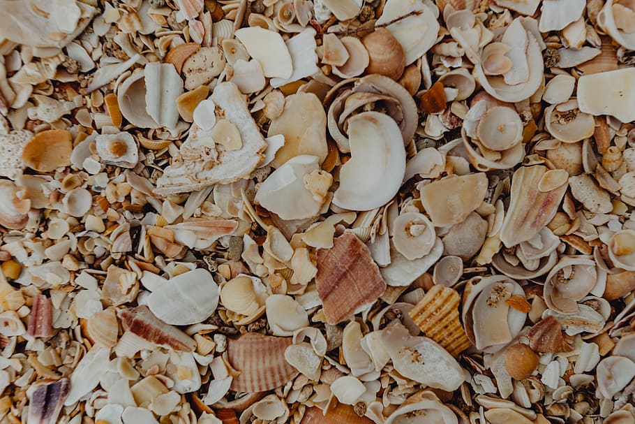 sea shells, beach, algarve, portugal, sea, summer, background, pattern, wallpaper, shells