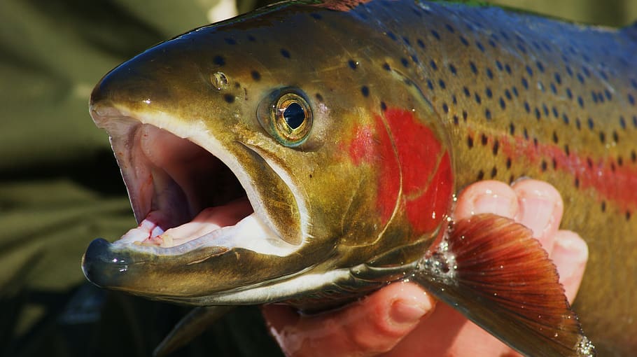 fish, fishing, trout, outdoors, animal, steelhead, fly fishing, mouth, mouth open, animal themes