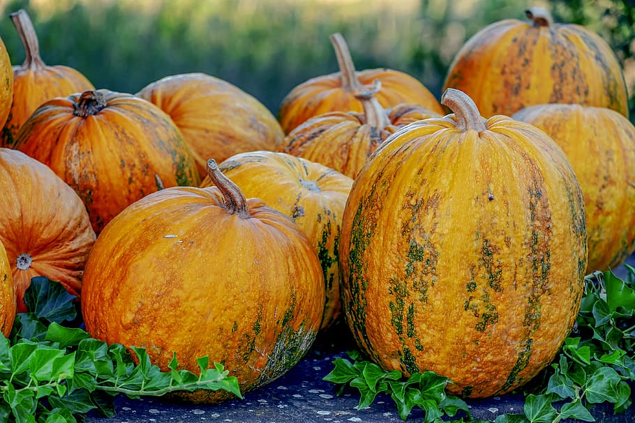 oil pumpkins, pumpkin, fruit, yellow green, large, edible, vegetables, autumn, autumn fruits, plant