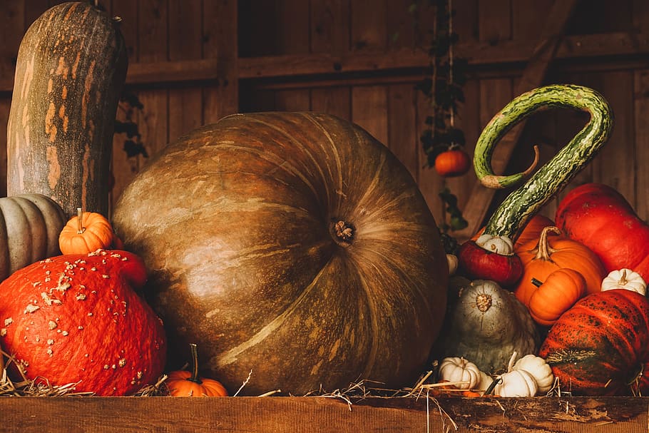 bodegón, calabaza, otoño, naranja, marrón, decoración, cosecha, halloween, acción de gracias, temporada