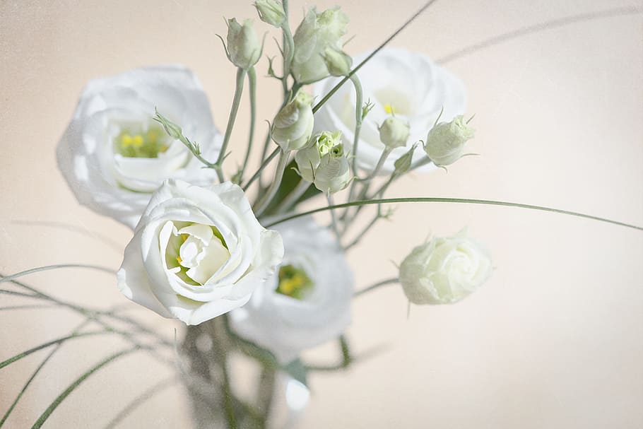 lisianthus, flower, white, nature, fresh, fragrance, bloom, blooming, plant, flowering plant