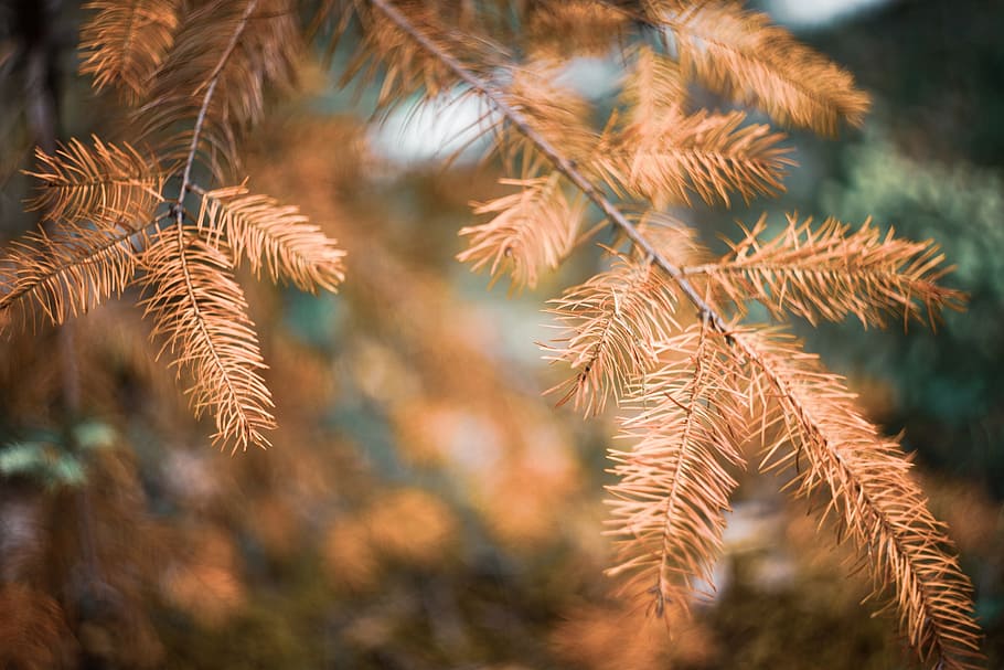withered spruce, branch, brown, dead, dry, ecology, environment, foliage, natural, nature