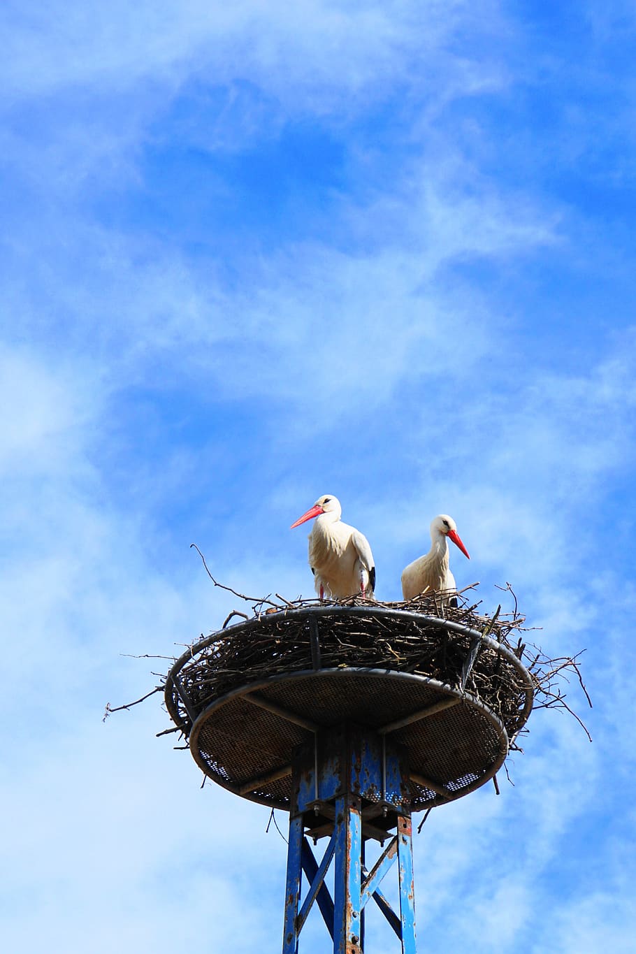 storks, birds, nest, sky, clouds, stork, rattle stork, bird, nature, animal world