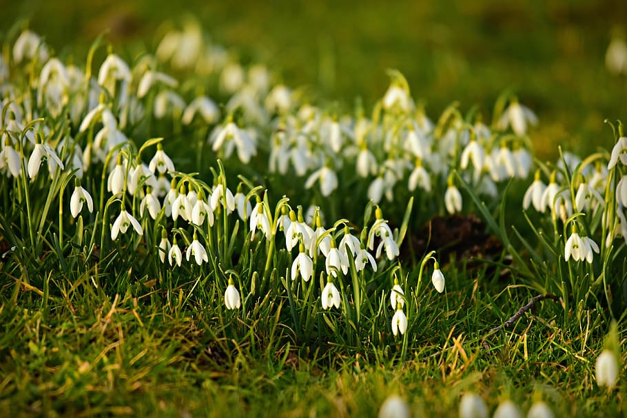 snowdrop, flower, plant, winter bloom, herald of spring, galanthus, freshness, flowering plant, growth, beauty in nature