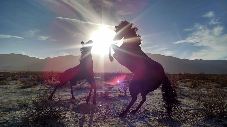 kuda, hewan, alam, gunung, sinar matahari, cerah, matahari terbit, rumput, pasir, langit