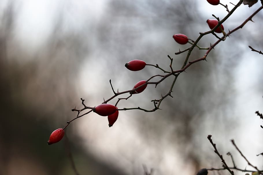 rose hip, dog rose, berries, red, branch, bush, plant, meadow, autumn, nature