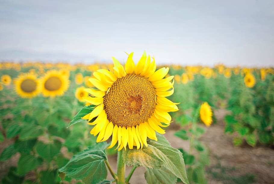 large, sunflower, field, farm, yellow, summer, sky, crops, flower, nature