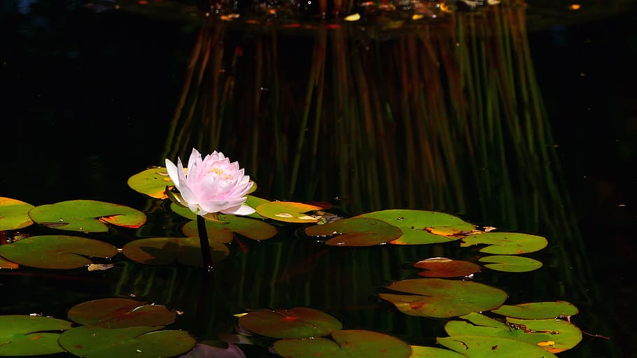 pink, water lily, bloom, small, pond lily pad, pad., water lily flower, pond lily, lily pads, water lily plant