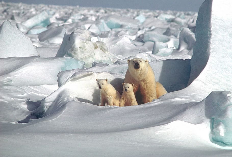 polar, bear, animal, wild, nature, ice, snow, winter, frozen, cold temperature