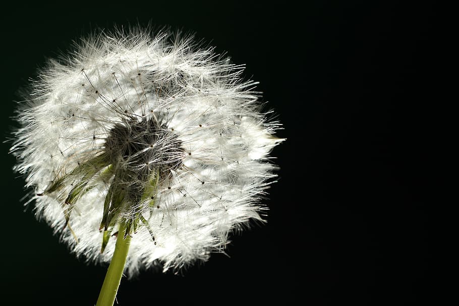 dandelion, backlighting, macro, close up, nature, flower, seeds, flying seeds, sun, plant