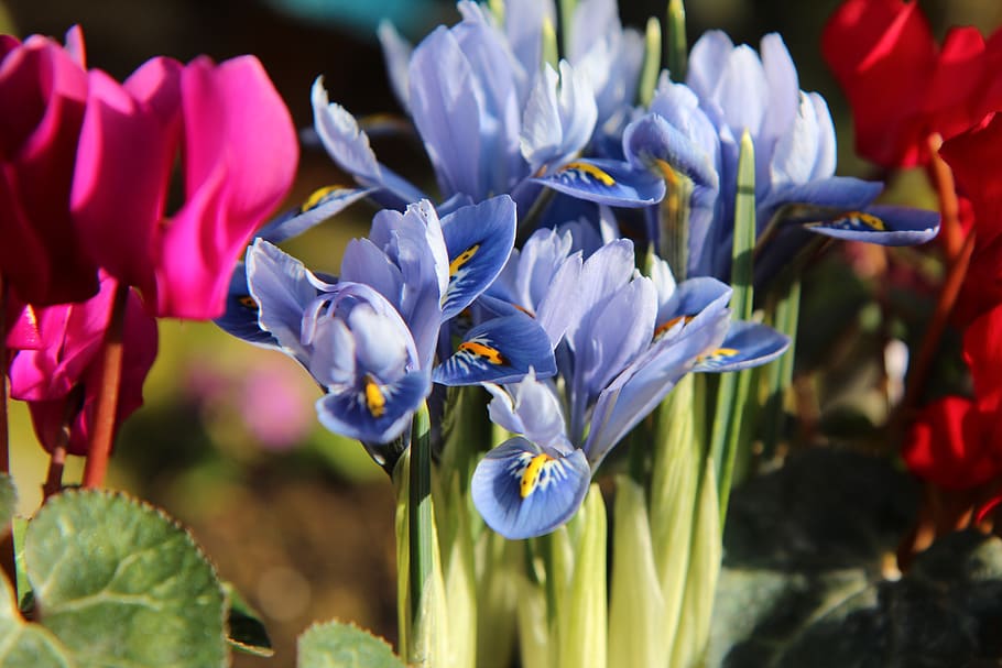 iris blue, iris, plants, flowers, flowers bulbs, flowering plant, flower, vulnerability, plant, beauty in nature
