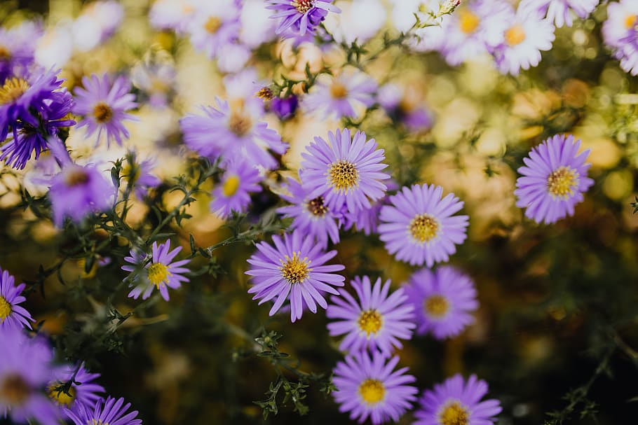 small, purple, flowers, garden, purple flowers, autumn, flower, flowering plant, freshness, plant