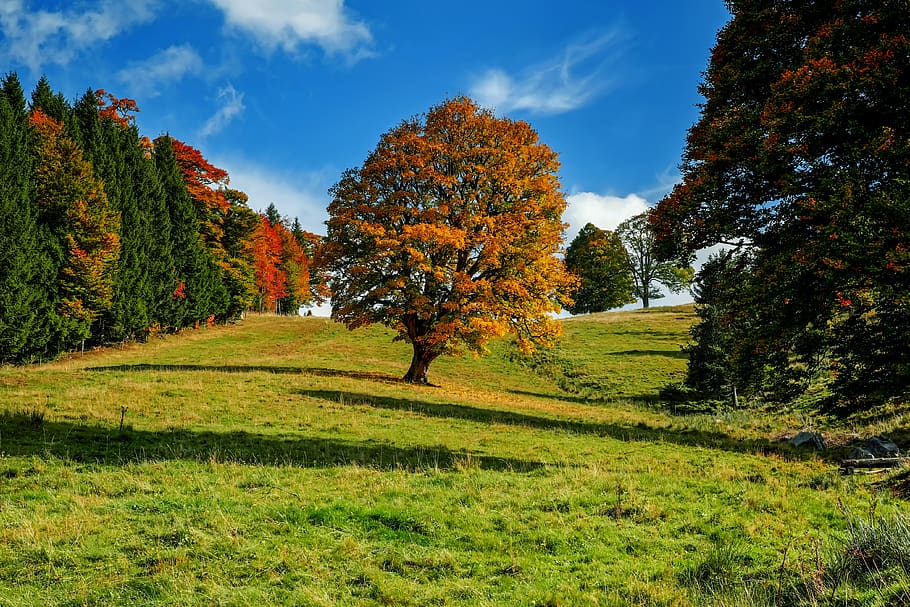 tree, autumn, forest, landscape, idyllic, mood, nature, plant, beauty in nature, change