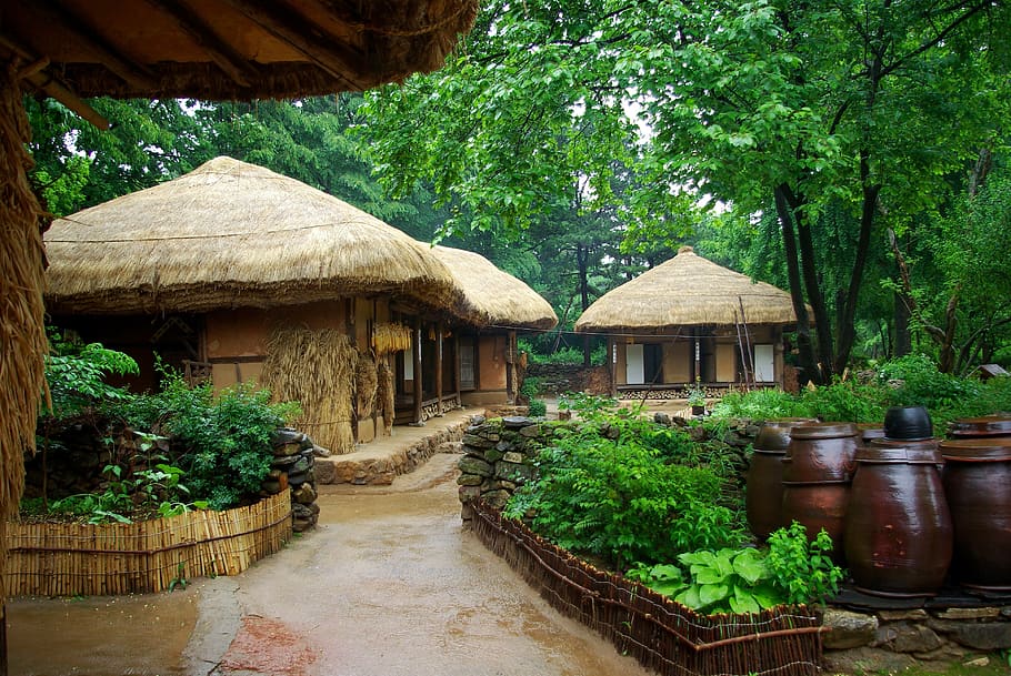 thatch roofed hose, folk, traditional, korean folk village, korea, yongin folk village, summer, wood, garden, plant