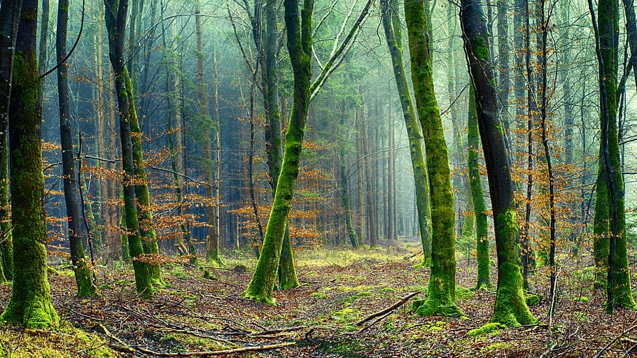 verde, floresta, nevoeiro, poeira, outono, árvore, terra, plantar, tronco, tronco de árvore