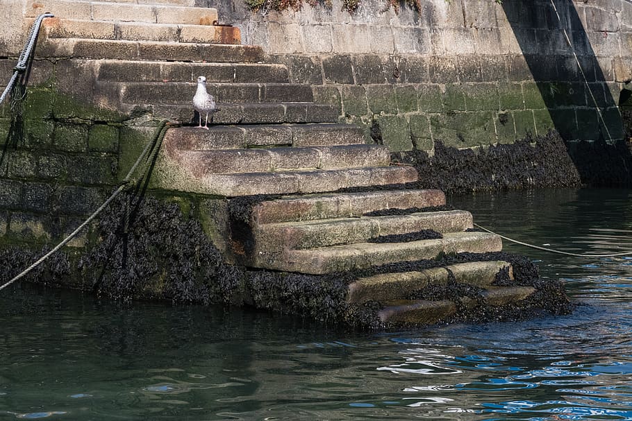 seagull, harbor, stairs, step, water, sea, gull, bird, animal, algae