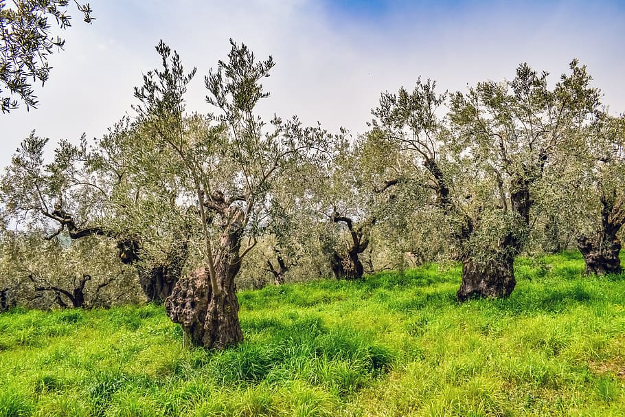 olive grove, olive tree, plantation, agriculture, green, mediterranean, nature, scenery, ano lechonia, pelio