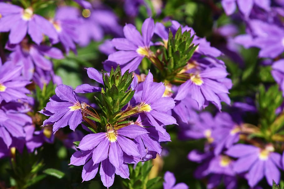 flor de abanico, azul, scaevola aemula, en forma de abanico, púrpura claro, abierto, planta de balcón, flor de cubo, goodeniaceae, jardín de flores
