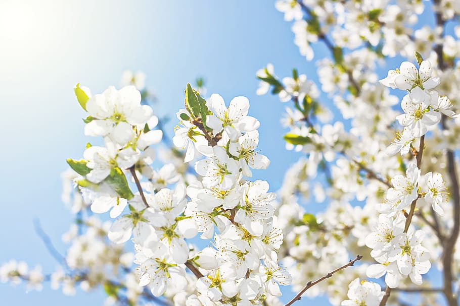 background, beautiful, beauty, bloom, blossom, blue, branch, bright, closeup, colorful
