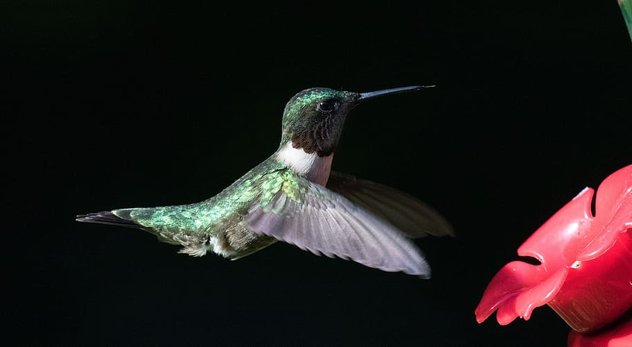 hummingbird, ruby throated, flying, portrait, wildlife, feeding, nature, flight, wings, beak