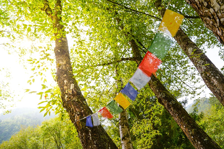 tíbet, banderas, budismo, bandera, oración, tibetano, oraciones, color, lhasa, china