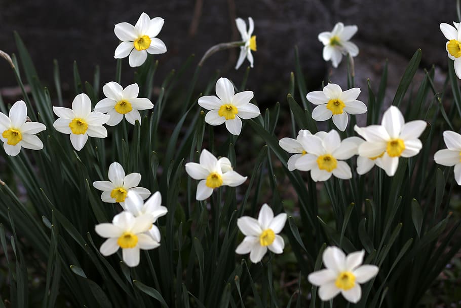 daffodil, white, flower, spring, supplies, nature, blooming, plant, flowering plant, fragility