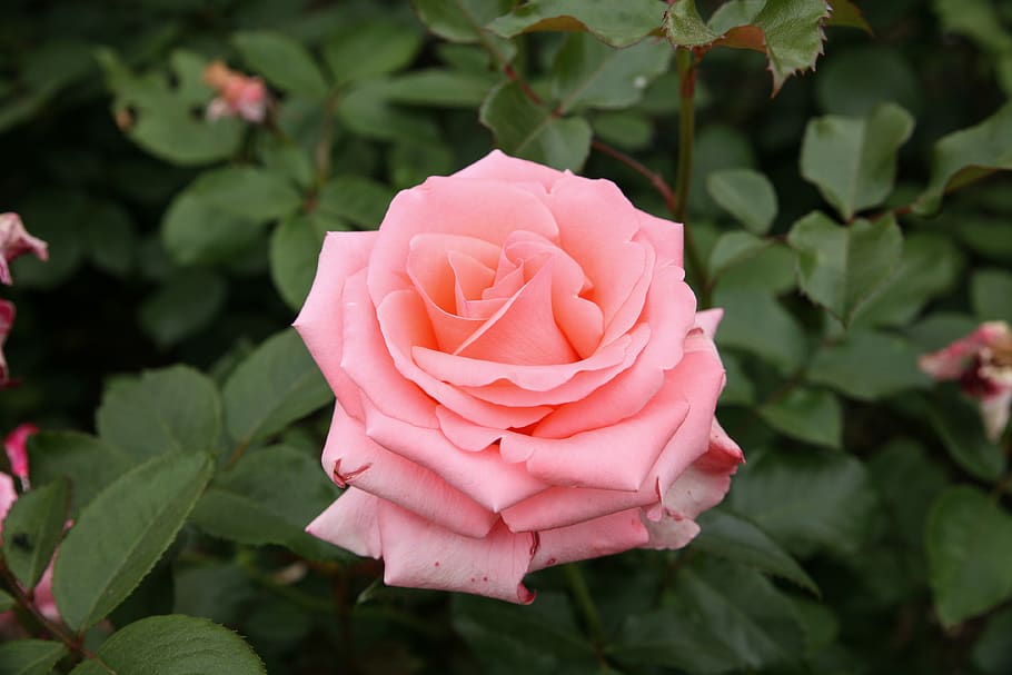 rosa, flores, jardín de rosas, naturaleza, hermoso, parque, flores bonitas,  primavera, jungnangcheon, medio fresco | Pxfuel