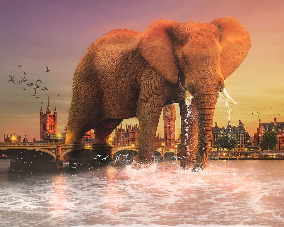 elephant, mammal, ivory, tusks, travel, wildlife, safari, water, trunk, african elephant