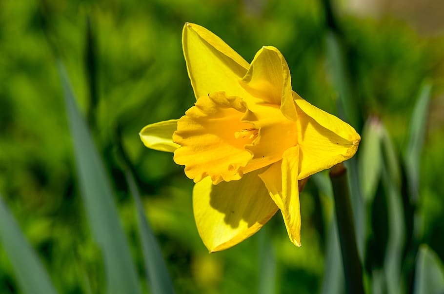 daffodil, yellow, close up, daffodils, spring, garden, bright, flower, flowering plant, petal
