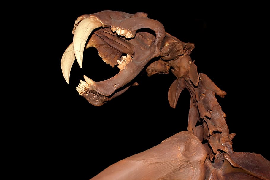smilodon, -, skull, saber-toothed, cat, skeleton, eocene, megafauna, extinct, canines