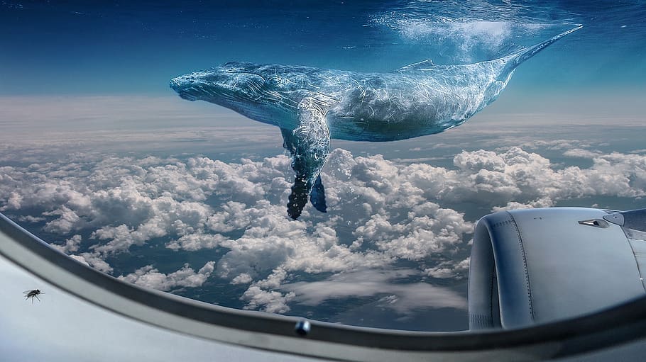 whale, hover, cloud, blue, aerial, fantasy, water, heaven, photoshop, transportation