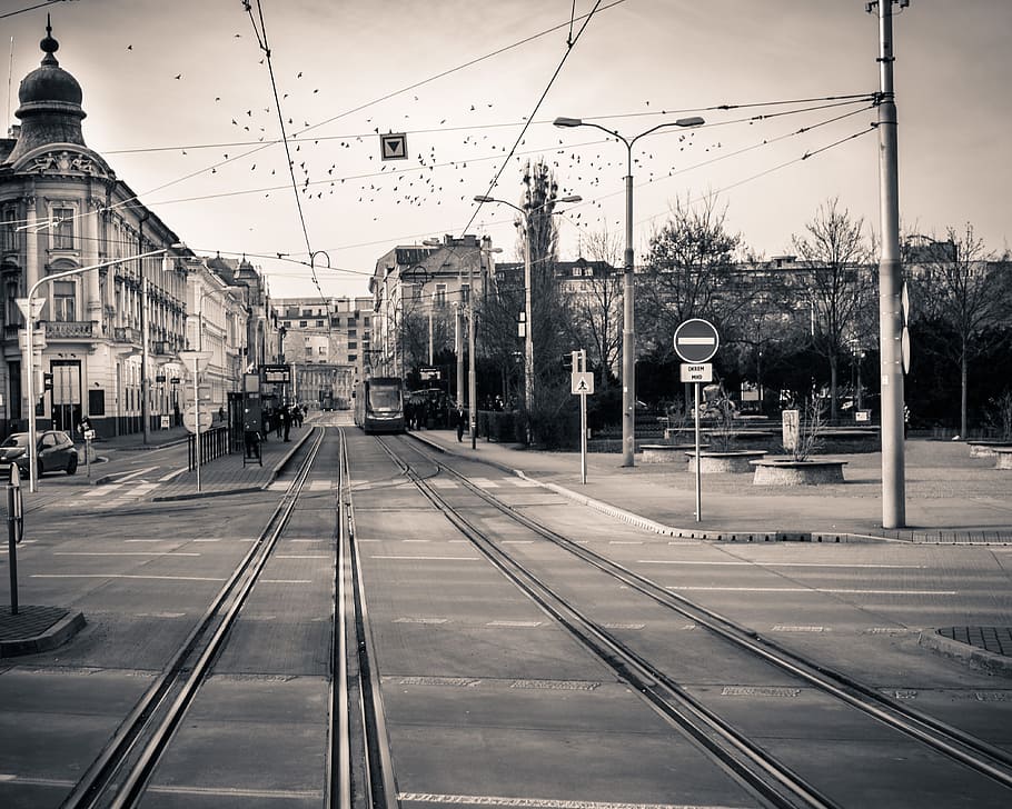 bratislava, lines, city, black and white, trams, street, birds, animals, rail transportation, track