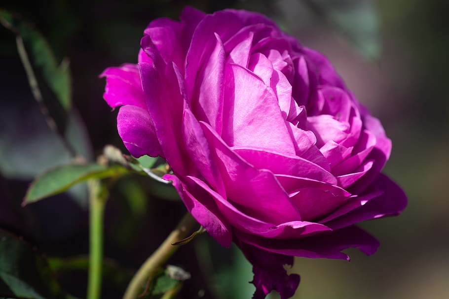 rose, pink, pink rose, flower, pink flower, blossom, bloom, double flower, gardening gardening, rose garden