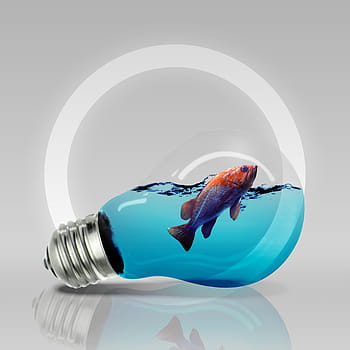 Royalty-free fish bulb photos free download - Pxfuel