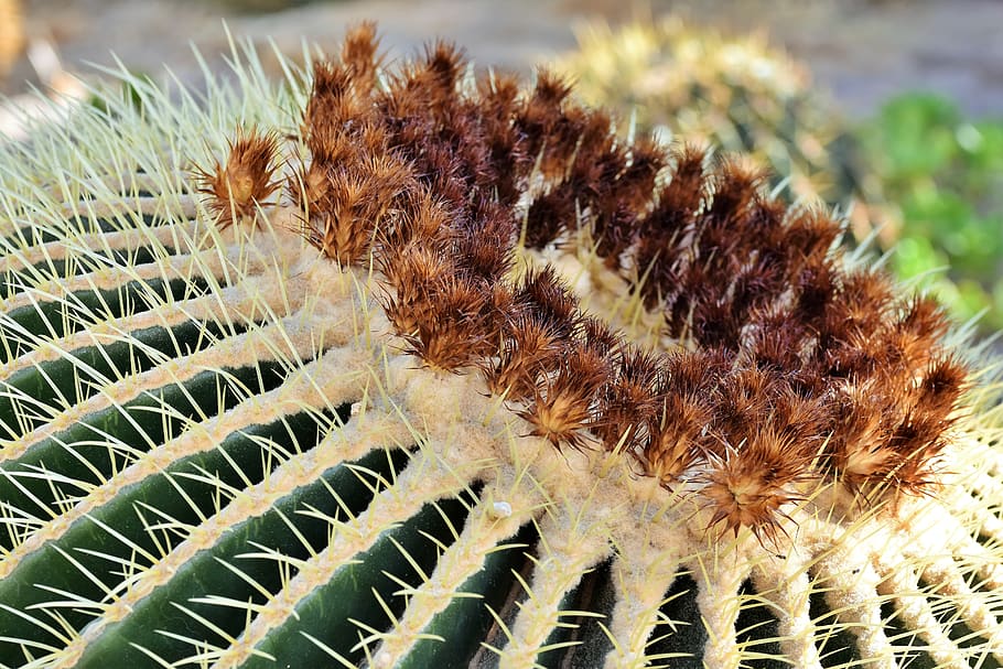 cactus, mother in law chair, prickly, spur, thorns, desert plant, sting, desert, cactus garden, plant