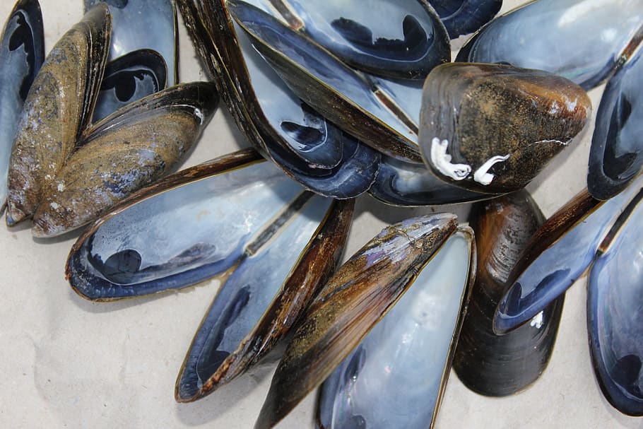 mussels, shells, shellfish, marine, food, bait, molluscs, seafood, recipe, cuisine