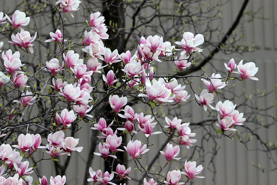 spring, magnolia, flowers, pink, nature, plants, flowering, wood, petal, magnolia and