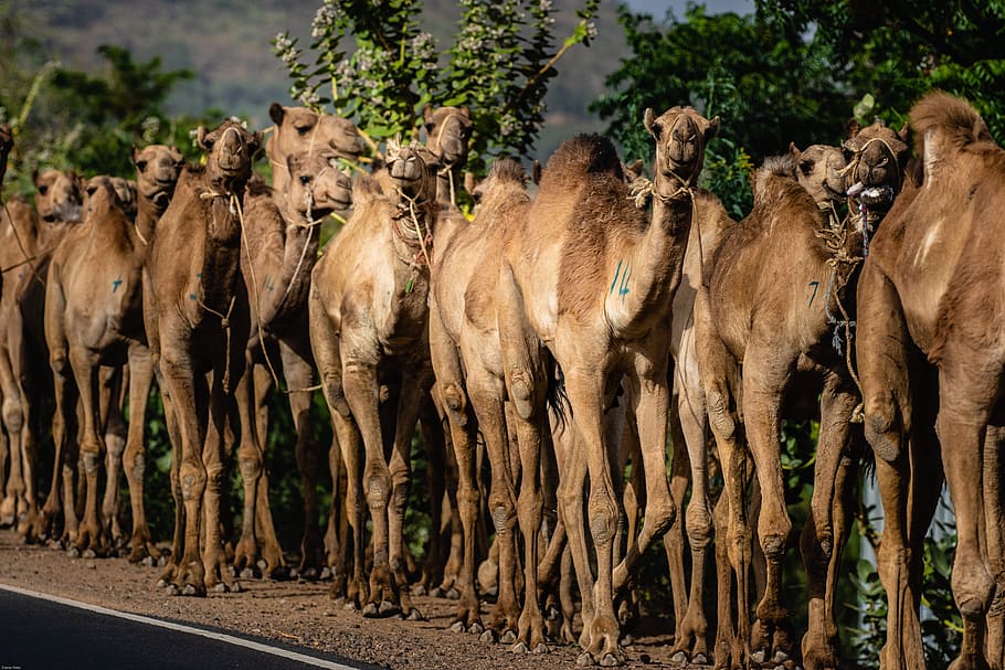 ethiopia, africa, dromedary, camel, caravan, developing country, means of transport, travel, culture, mammal