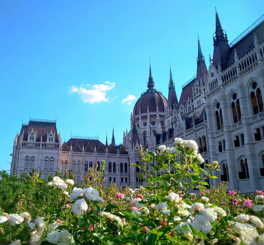 budapest, parliament, blue, hungarian parliament building, building, flower, sunshine, architecture, hungary, flowers