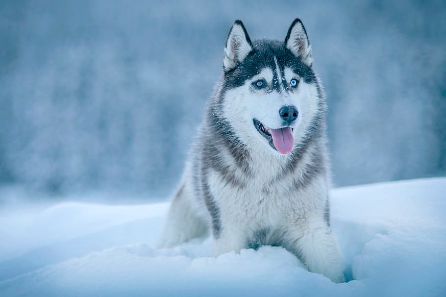 cachorro, husky, neve, inverno, frio, clima, branco, olhos, língua, meio ambiente