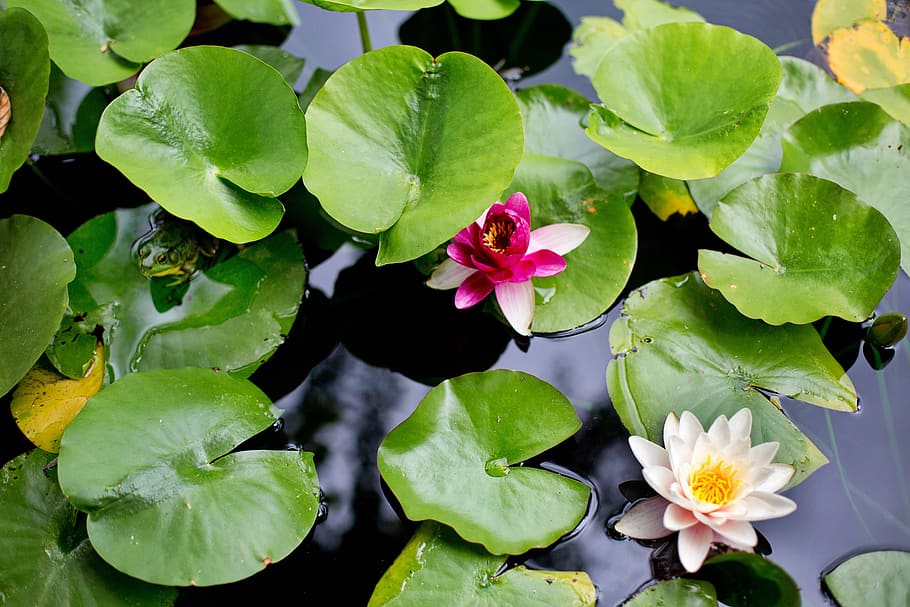 water lilies, lilies, lily pads, frog, pink, yellow, water, lilly, pond, summer