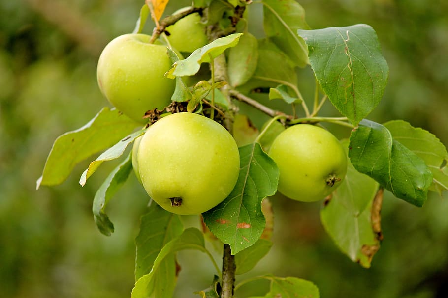 apple, fruit, green, depend, apple tree, fresh, healthy, vitamins, kernobstgewaechs, apple orchard