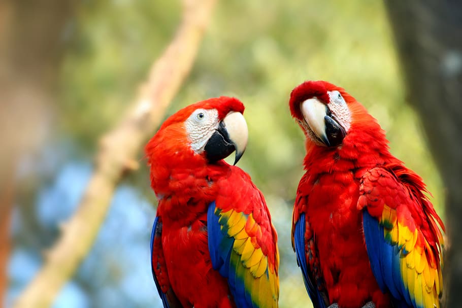 papagaio, pássaro, colorido, exótico, pena, asa, jardim zoológico, arara, temas animais, vermelho