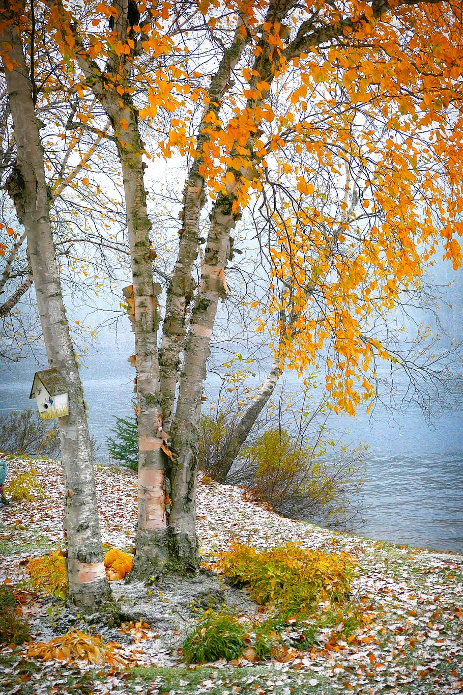 birch, alam, pemandangan, pohon, kayu, danau, air, warna, musim gugur, salju