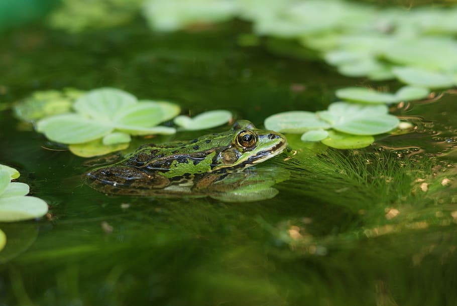 the frog, śmieszka, water, green, summer, the taj, seaweed, fauna, peace of mind, animal