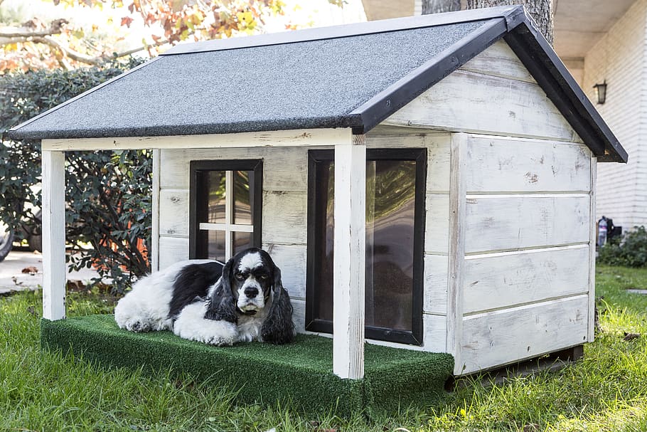 kennels for pets, dog houses, wooden houses for dogs, pet, dog, animals, one animal, domestic, mammal, domestic animals