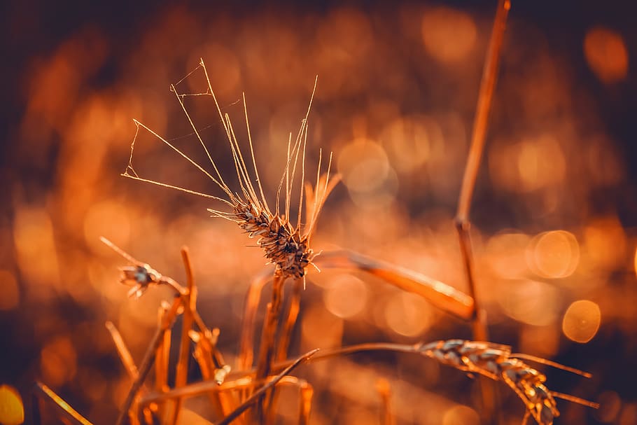 wheat, durum wheat, triticum durum, grain, ear, bright, backlighting, evening sun, wheat field, cereals
