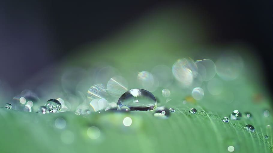 drop of water, dew, close up, nature, drip, dewdrop, beaded, raindrop, macro, water